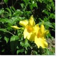 Image de la catégorie Jardinage